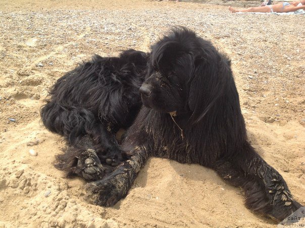 Фото: ньюфаундленд Sirius Blyek Vyey (Сириус Блэк Вэй)