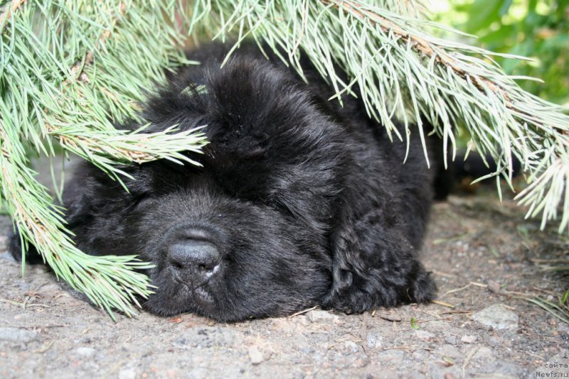 Фото: ньюфаундленд Chernaya Mafia Short and Sweet (Черная Мафия Шорт анд Свеет)