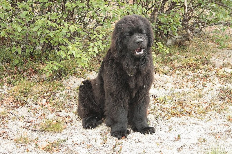 Фото: ньюфаундленд Anabelle Kvin of zye Mountayns (Анабелле Квин оф зэ Моунтайнс)