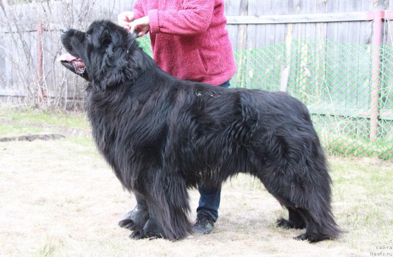 Фото: ньюфаундленд Akvatoriya Kelvin Premium from Nikas (Акватория Келвин Премиум фром Никас)