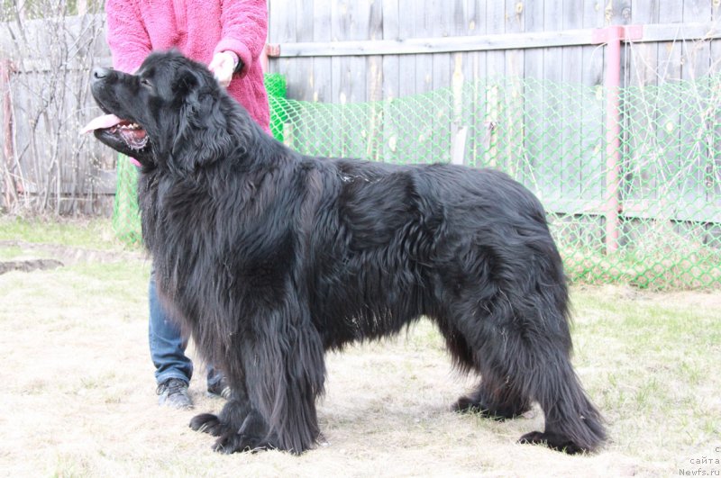 Фото: ньюфаундленд Akvatoriya Kelvin Premium from Nikas (Акватория Келвин Премиум фром Никас)