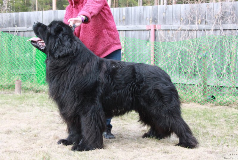 Фото: ньюфаундленд Akvatoriya Kelvin Premium from Nikas (Акватория Келвин Премиум фром Никас)