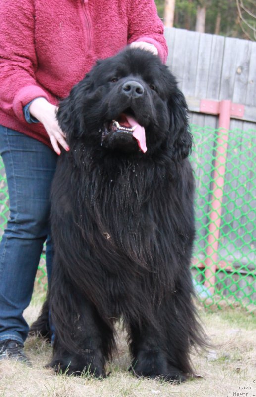 Фото: ньюфаундленд Akvatoriya Kelvin Premium from Nikas (Акватория Келвин Премиум фром Никас)