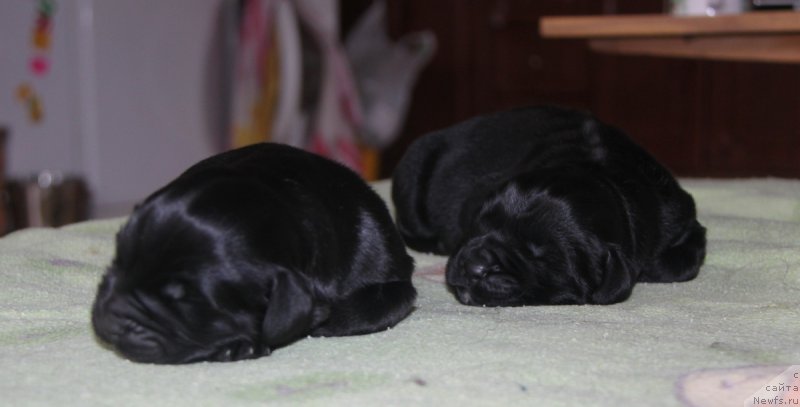 Фото: ньюфаундленд Akvian Song Okeanik Vind (Аквиан Сонг Океаник Винд), и, ньюфаундленд Akvian Song Over ze YUnivers (Аквиан Сонг Овер зе Юниверс)