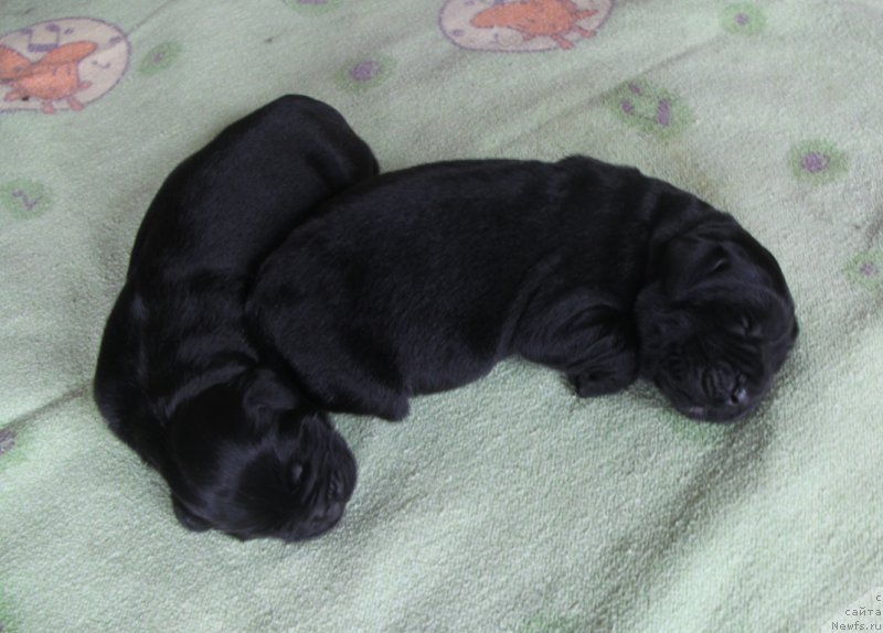 Фотография № 158926