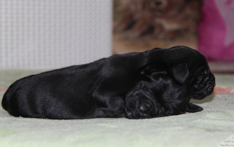 Фото: ньюфаундленд Akvian Song Okeanik Vind (Аквиан Сонг Океаник Винд), и, ньюфаундленд Akvian Song Over ze YUnivers (Аквиан Сонг Овер зе Юниверс)