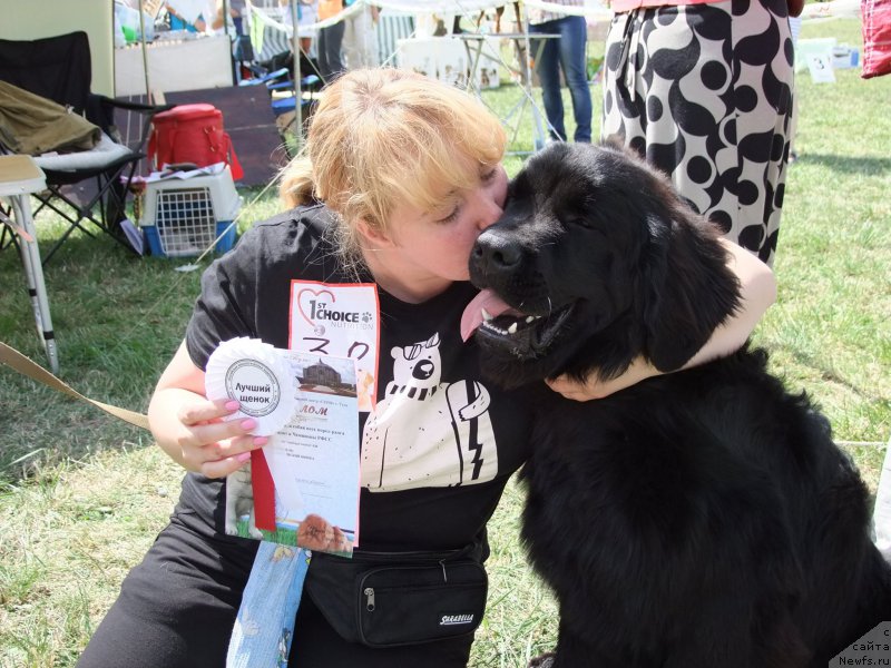 Фото: ньюфаундленд Vakula Olimpiyskiy Mishka (Вакула Олимпийский Мишка), YUliya Vashkina (Юлия Вашкина)