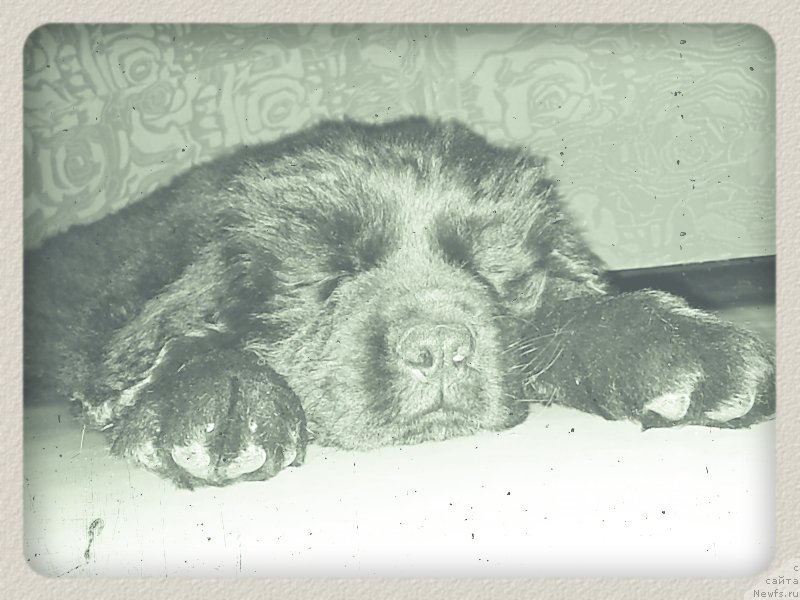 Фото: ньюфаундленд Vakula Olimpiyskiy Mishka (Вакула Олимпийский Мишка)