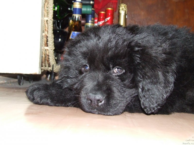 Фото: ньюфаундленд Vakula Olimpiyskiy Mishka (Вакула Олимпийский Мишка)