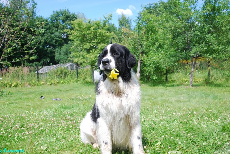 Фото: ньюфаундленд H'yugo Boss iz Unikal'noy Kollekcii (Хьюго Босс из Уникальной Коллекции)