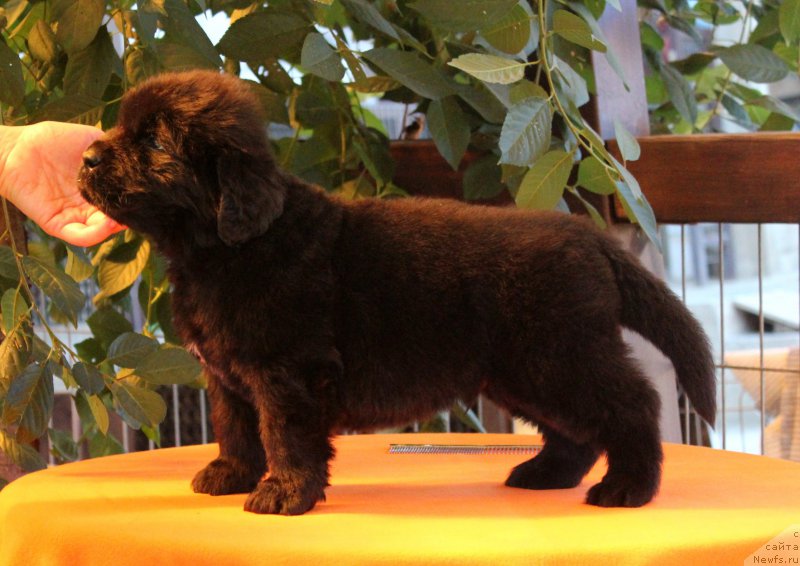 Фото: ньюфаундленд Akvatoriya Kelvin YAroslav (Акватория Келвин Ярослав)