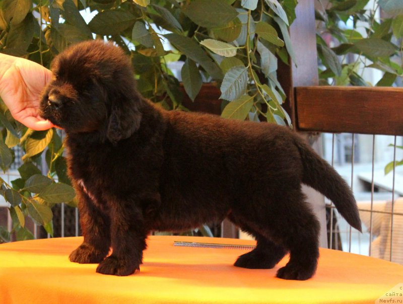 Фото: ньюфаундленд Akvatoriya Kelvin YAroslav (Акватория Келвин Ярослав)