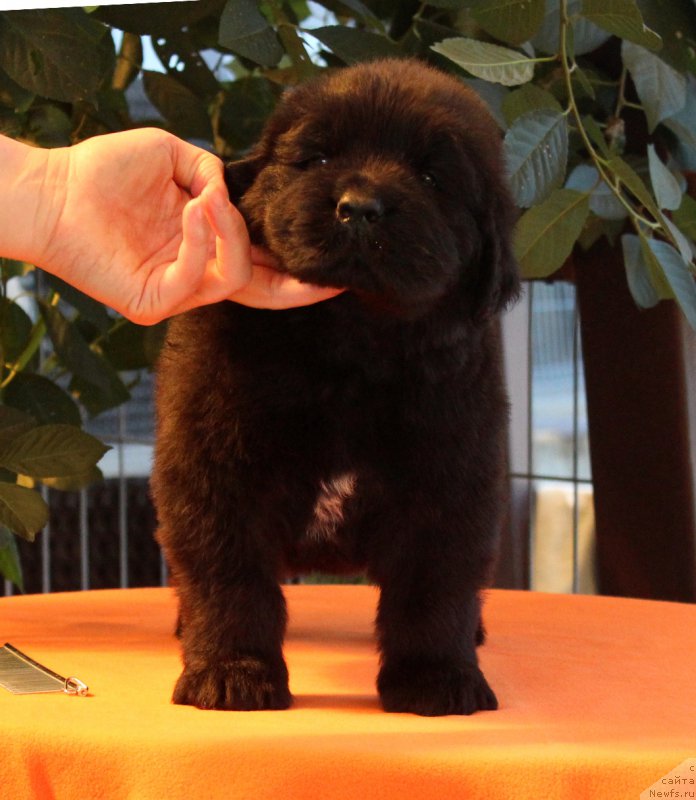 Фото: ньюфаундленд Akvatoriya Kelvin YAroslav (Акватория Келвин Ярослав)