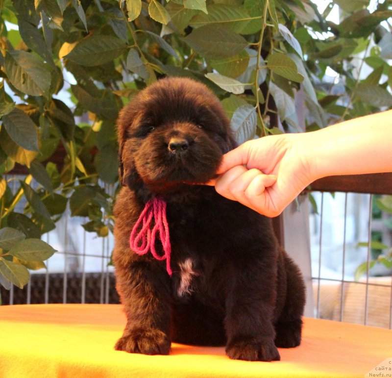 Фото: ньюфаундленд Akvatoriya Kelvin YAroslav (Акватория Келвин Ярослав)