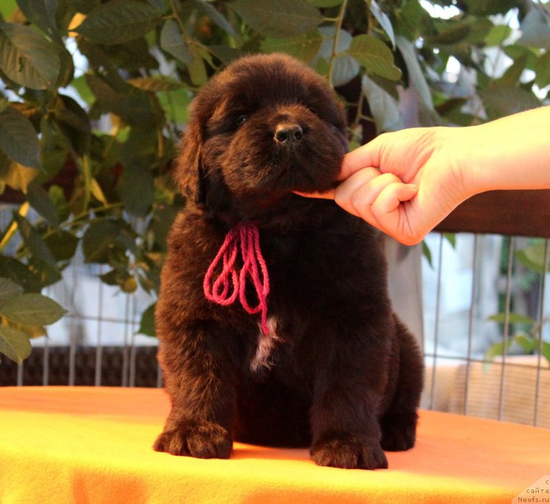 Фото: ньюфаундленд Akvatoriya Kelvin YAroslav (Акватория Келвин Ярослав)