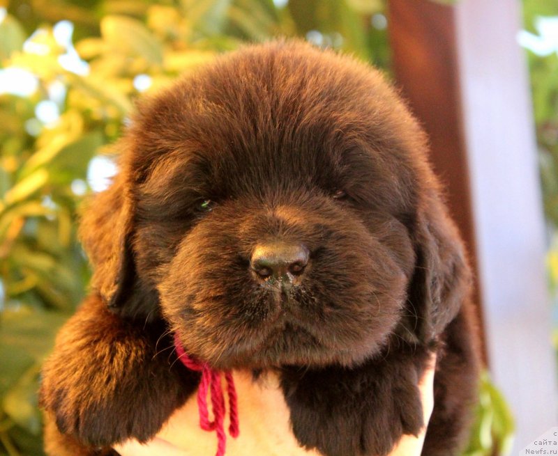 Фото: ньюфаундленд Akvatoriya Kelvin YAroslav (Акватория Келвин Ярослав)