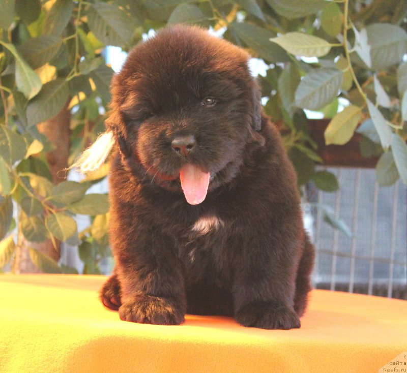 Фото: ньюфаундленд Akvatoriya Kelvin YAhtsmen (Акватория Келвин Яхтсмен)