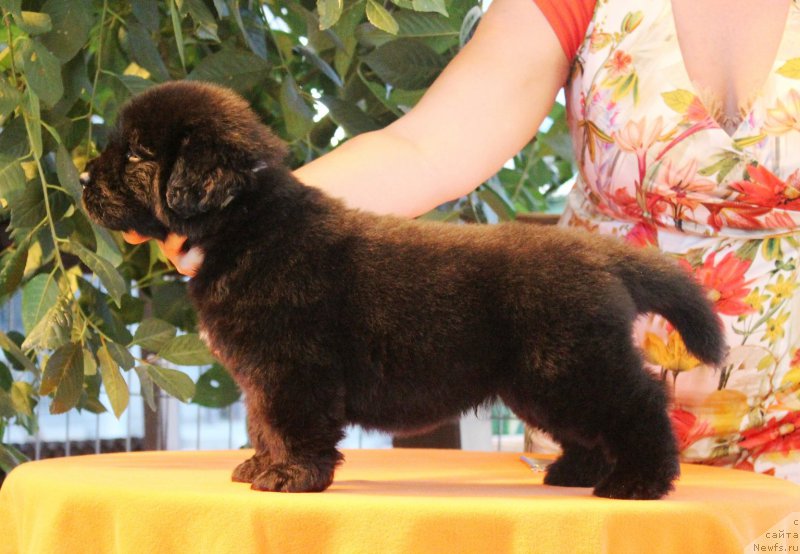 Фото: ньюфаундленд Akvatoriya Kelvin YAhtsmen (Акватория Келвин Яхтсмен)