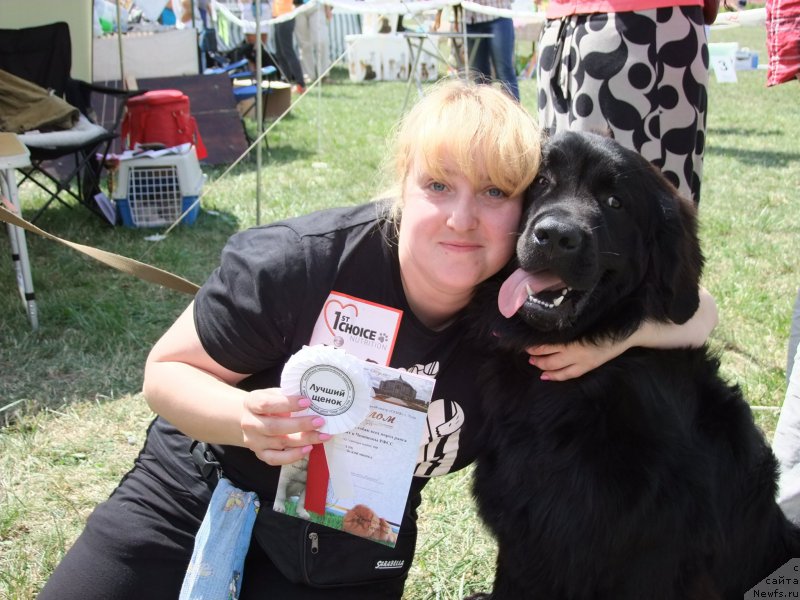 Фото: ньюфаундленд Vakula Olimpiyskiy Mishka (Вакула Олимпийский Мишка)