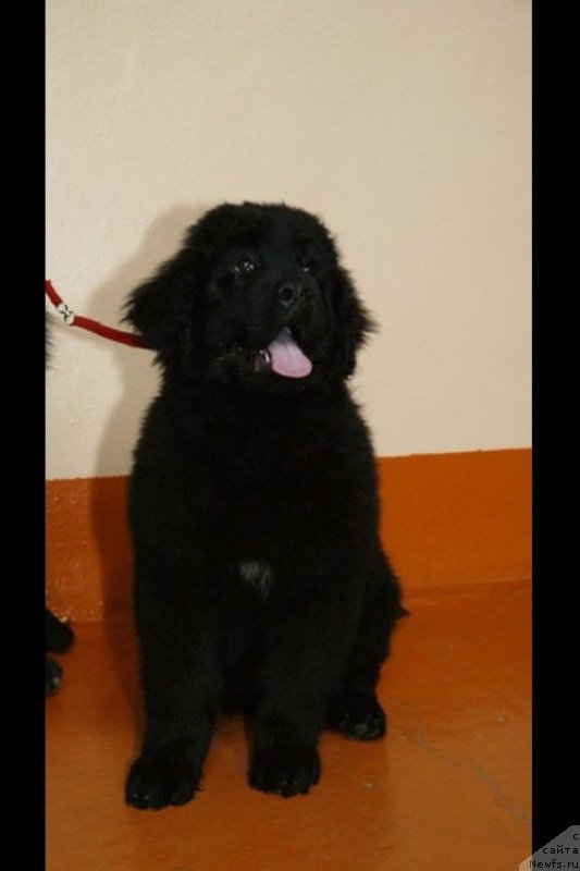 Фото: ньюфаундленд Vakula Olimpiyskiy Mishka (Вакула Олимпийский Мишка)