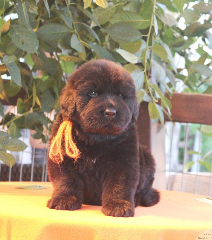 Фото: ньюфаундленд Aquatoriya Kelvin Franshize (Акватория Келвин Франшиза), ньюфаундленд Rain Coast How can I Fall