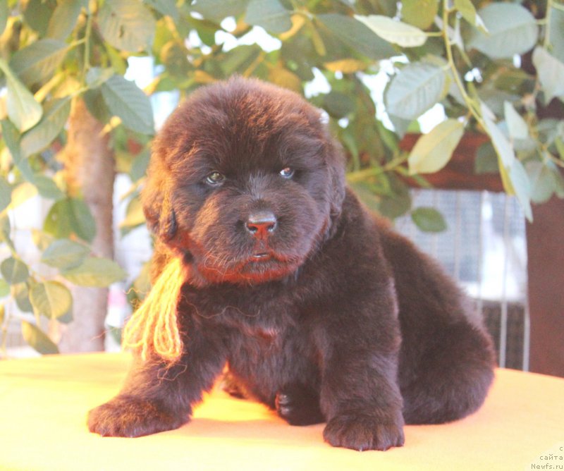 Фото: ньюфаундленд Aquatoriya Kelvin Franshize (Акватория Келвин Франшиза), ньюфаундленд Rain Coast How can I Fall