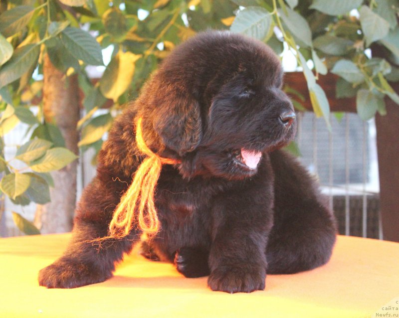 Фото: ньюфаундленд Aquatoriya Kelvin Franshize (Акватория Келвин Франшиза), ньюфаундленд Rain Coast How can I Fall