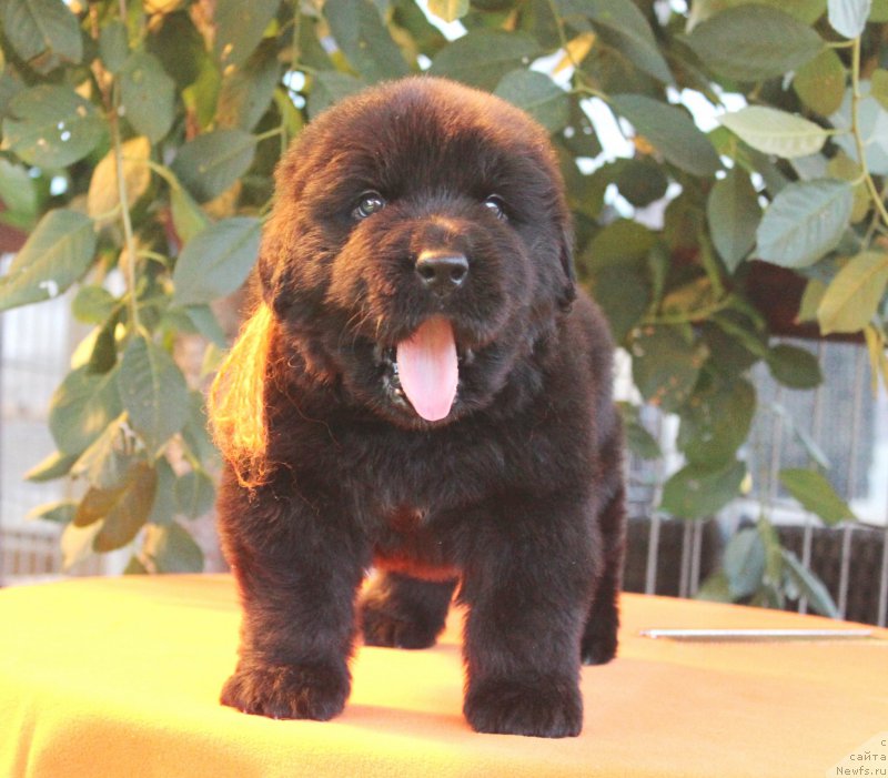 Фото: ньюфаундленд Aquatoriya Kelvin Franshize (Акватория Келвин Франшиза), ньюфаундленд Rain Coast How can I Fall