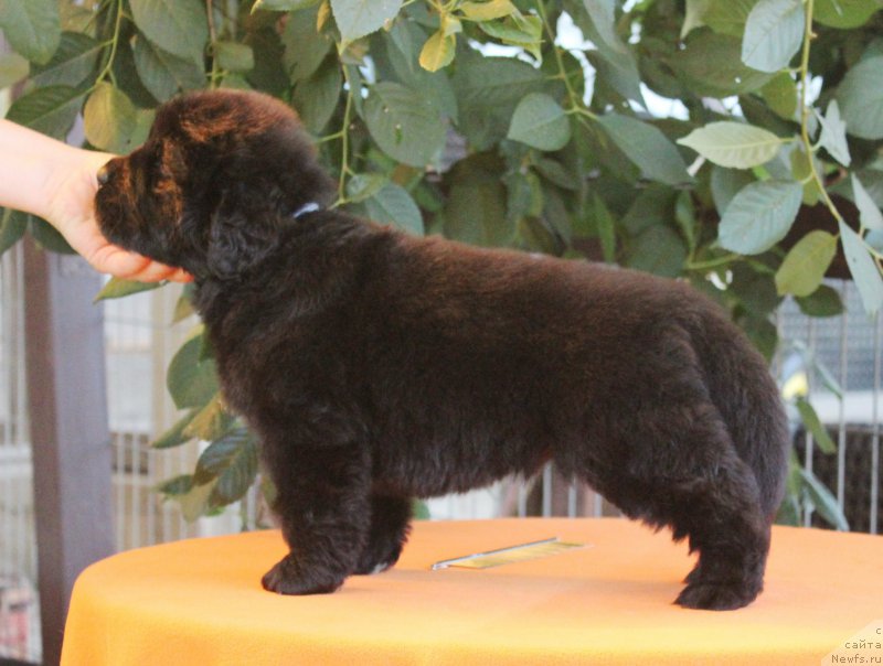 Фото: ньюфаундленд Aquatoriya Kelvin Franshize (Акватория Келвин Франшиза), ньюфаундленд Rain Coast How can I Fall