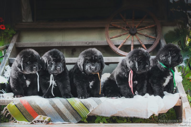 Фотография № 158998