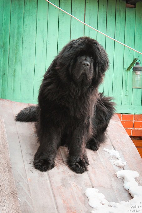 Фотография № 158999