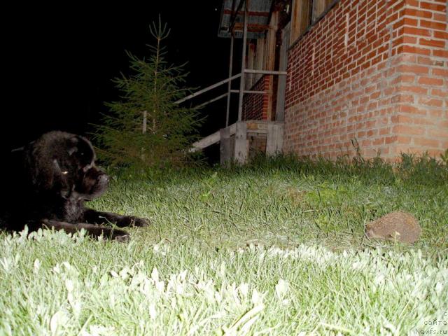 Фото: ньюфаундленд Antey Trevellerintaym (Антей Тревеллеринтайм)