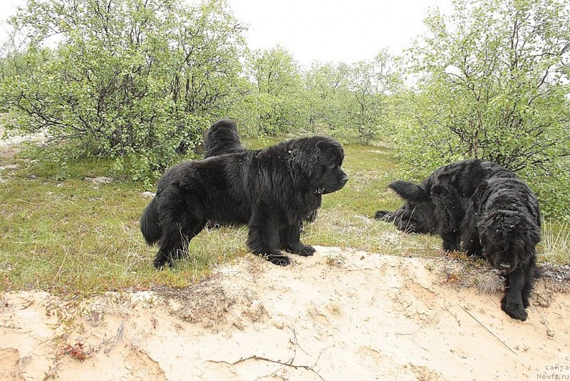 Фото: ньюфаундленд YAntarnaya Mechta (Янтарная Мечта)