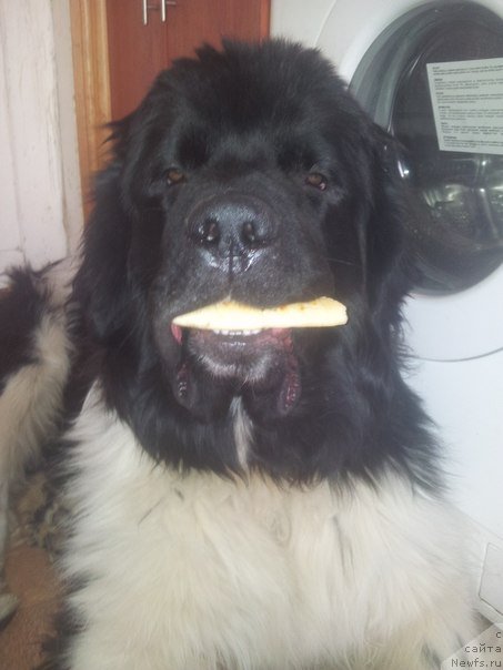 Фотография № 159011