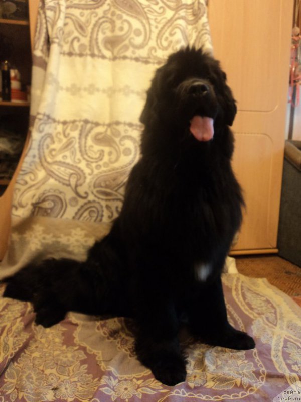 Фотография № 159014