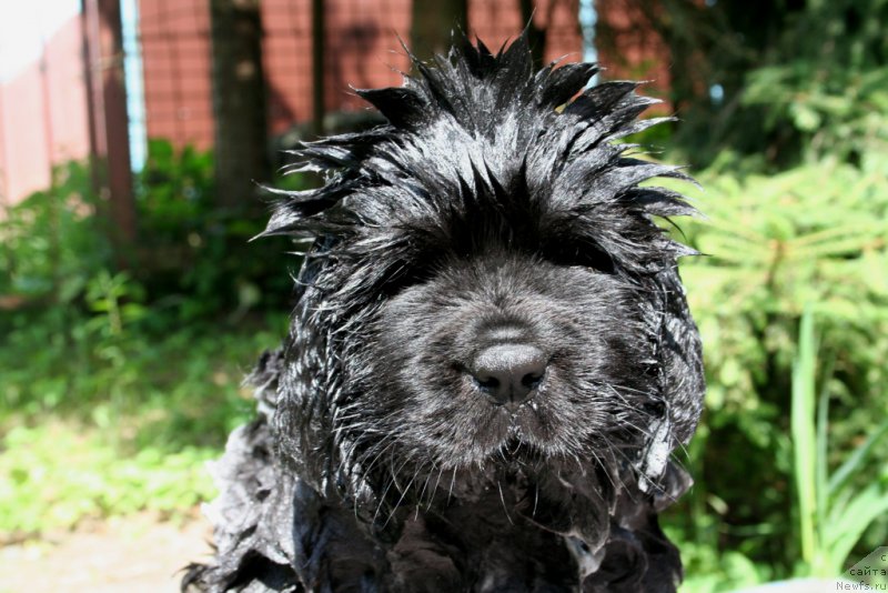 Фото: ньюфаундленд Chernaya Mafia She is a Lady (Черная Мафия Ше ис а Ладу)