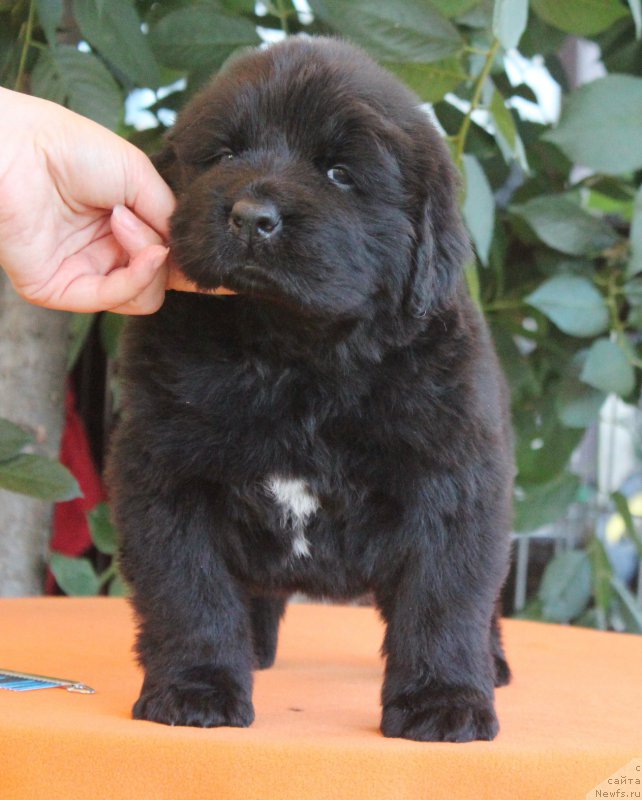 Фото: ньюфаундленд Aquatoriya Kelvin Franshize (Акватория Келвин Франшиза), ньюфаундленд Rain Coast How can I Fall