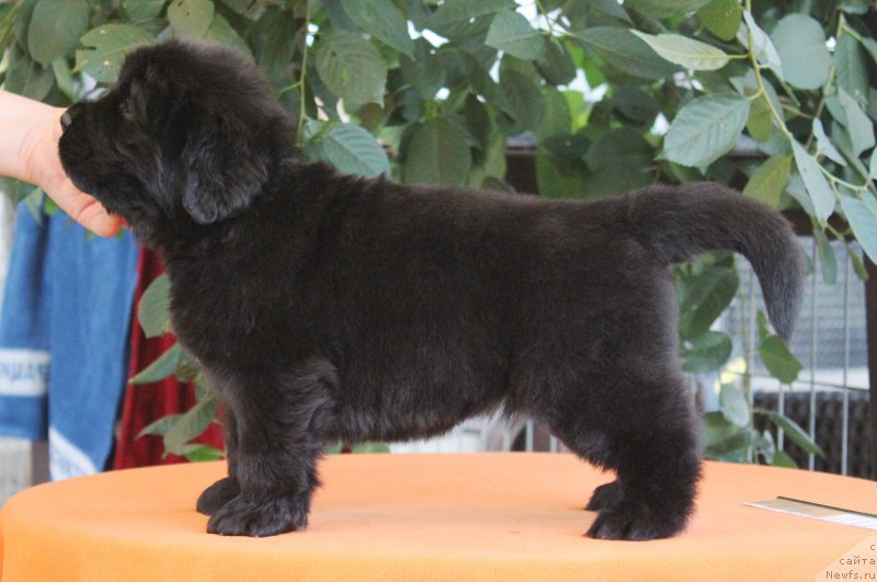 Фото: ньюфаундленд Aquatoriya Kelvin Franshize (Акватория Келвин Франшиза), ньюфаундленд Rain Coast How can I Fall