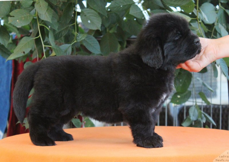 Фото: ньюфаундленд Aquatoriya Kelvin Franshize (Акватория Келвин Франшиза), ньюфаундленд Rain Coast How can I Fall