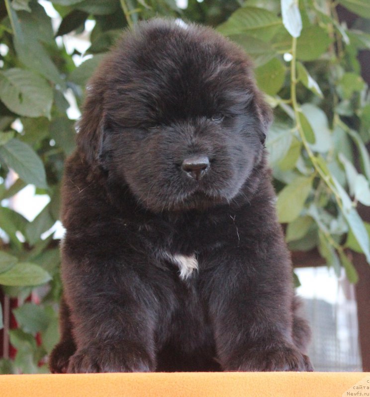 Фото: ньюфаундленд Aquatoriya Kelvin Franshize (Акватория Келвин Франшиза), ньюфаундленд Rain Coast How can I Fall