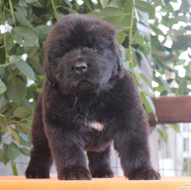 Фото: ньюфаундленд Aquatoriya Kelvin Franshize (Акватория Келвин Франшиза), ньюфаундленд Rain Coast How can I Fall