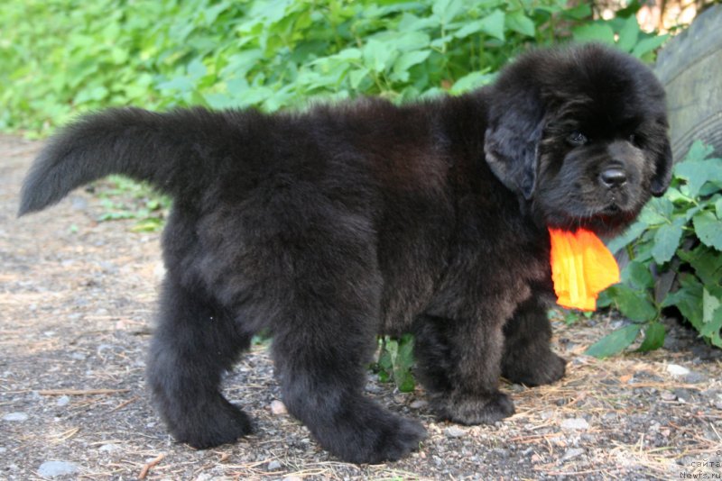 Фотография № 159062