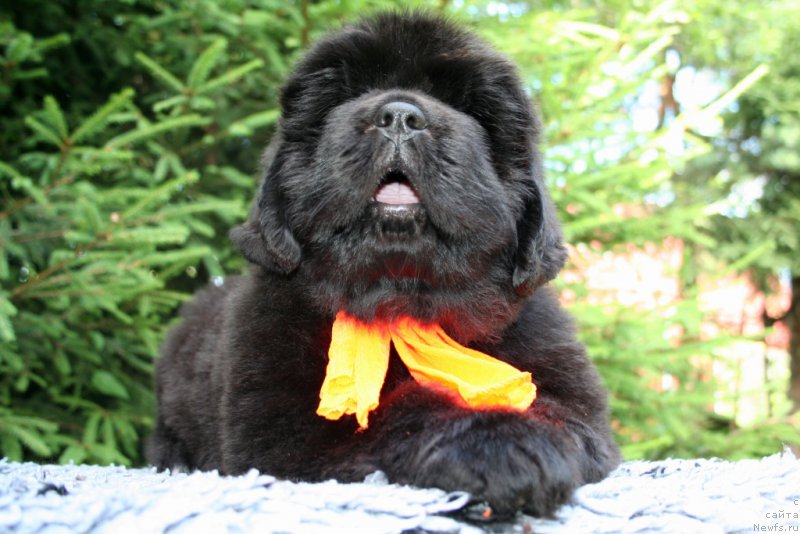 Фотография № 159066