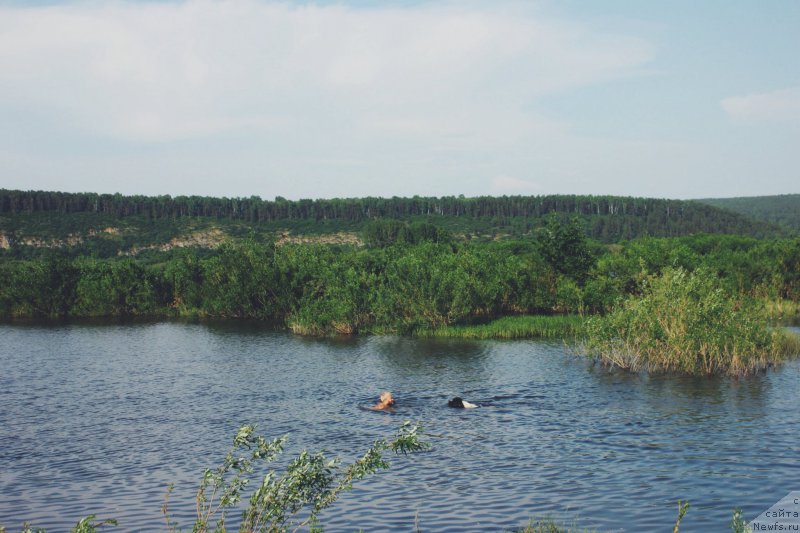 Фото: ньюфаундленд Adonis ot Sibirskogo Medvedya (Адонис от Сибирского Медведя)