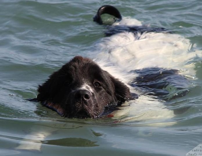 Фото: ньюфаундленд Sent Djons Isida (Сент Джонс Исида)