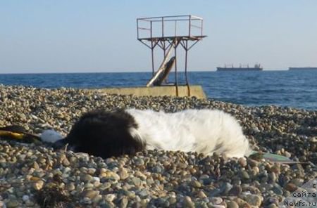 Фото: ньюфаундленд Sent Djons Isida (Сент Джонс Исида), ньюфаундленд Sent Djons Isida (Сент Джонс Исида)