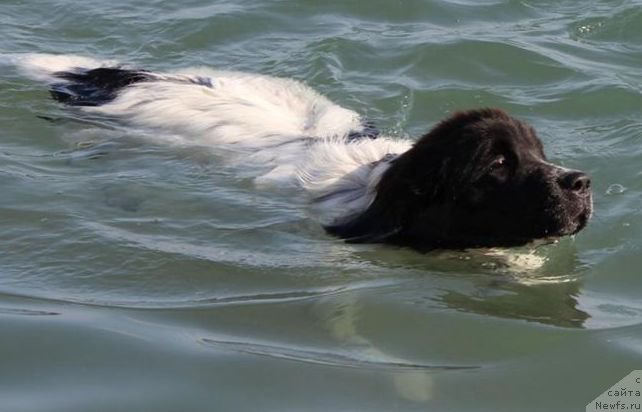 Фото: ньюфаундленд Sent Djons Isida (Сент Джонс Исида)