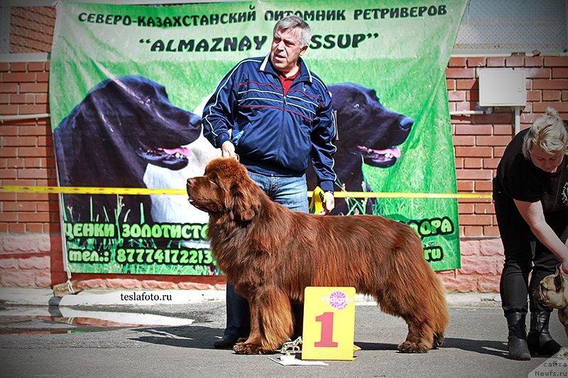 Фото: ньюфаундленд Aquatoriya Kelvin Reds Begin and Win (Акватория Келвин Редс Бегин энд Вин)