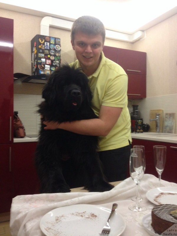 Фото: ньюфаундленд Citrina Sozvezdie Istini