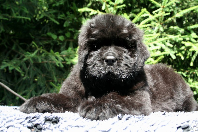 Фотография № 159161